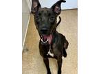 Adopt Acorn a American Staffordshire Terrier, Mixed Breed
