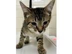 Adopt Toothpaste a Domestic Short Hair