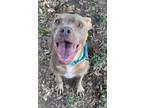 Adopt Leo a American Staffordshire Terrier, Mixed Breed