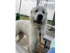 Adopt Oliver a Great Pyrenees, Mixed Breed