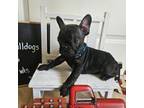 French Bulldog Puppy for sale in Macon, GA, USA
