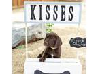 German Shorthaired Pointer Puppy for sale in Sparks, NV, USA