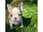 Mutt Puppy for sale in Benson, MN, USA