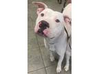 Adopt THOR a American Staffordshire Terrier