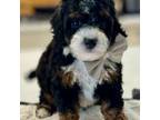 Mutt Puppy for sale in Herriman, UT, USA