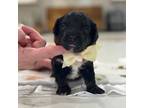 Mutt Puppy for sale in Herriman, UT, USA