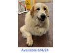Adopt Dog Kennel #3 a Great Pyrenees
