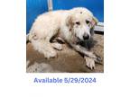 Adopt Dog Kennel #32 a Great Pyrenees