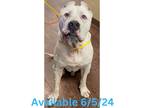 Adopt Dog Kennel #6 a Dogo Argentino, Mixed Breed
