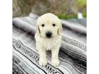 Golden Retriever Puppy for sale in Whitewood, SD, USA