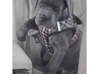 Cane Corso Puppy for sale in Westbury, NY, USA