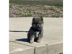 Pomeranian Puppy for sale in Grand Rapids, MI, USA