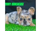French Bulldog Puppy for sale in Riverview, MI, USA