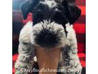 Schnauzer (Miniature) Puppy for sale in Aurora, MO, USA