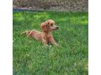 Mutt Puppy for sale in Canonsburg, PA, USA