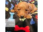 Mutt Puppy for sale in Blanchard, OK, USA