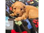 Mutt Puppy for sale in Blanchard, OK, USA