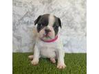 French Bulldog Puppy for sale in Laveen, AZ, USA
