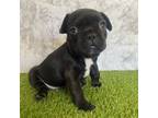 French Bulldog Puppy for sale in Laveen, AZ, USA