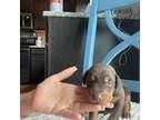 Doberman Pinscher Puppy for sale in Bellevue, NE, USA