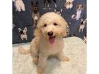 Goldendoodle Puppy for sale in Corona, CA, USA
