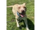 Adopt 2405-1009 Barkley a Pit Bull Terrier