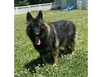 Adopt 2405-0991 Bane a German Shepherd Dog