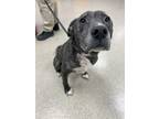 Adopt 2405-0935 Digger a Pit Bull Terrier