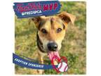 Adopt Brewster a Mixed Breed