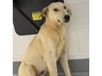 Adopt Atlas a Labrador Retriever