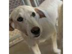 Adopt Avery (Blue Collar) a Labrador Retriever