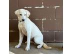 Adopt Ares (Blue Decor Collar) a Labrador Retriever