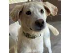 Adopt Axel (Green Collar) a Labrador Retriever