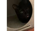 Adopt Frank a Domestic Short Hair