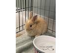 Adopt TATER TOT a Bunny Rabbit