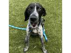 Adopt Pogo a German Shorthaired Pointer