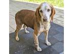 Adopt Hershey a Beagle