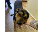 Adopt Nico a Pit Bull Terrier, Rottweiler