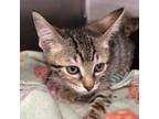 Adopt Russell a Domestic Short Hair