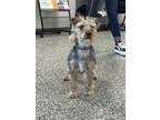 Adopt Ted E. Bear a Yorkshire Terrier, Mixed Breed