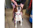 Adopt Deputy Dog a Beagle