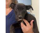 Adopt Agate a Mixed Breed