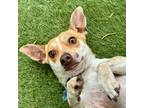 Adopt Everett - Chino Hills Location a Jack Russell Terrier