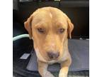 Adopt Oscar a Labrador Retriever