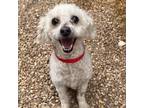 Adopt Jerry a Poodle