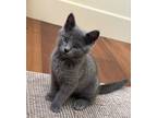 Adopt Bumble a Russian Blue