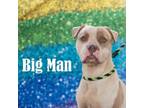Adopt Big Man a Pit Bull Terrier