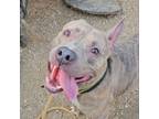 Adopt Dolphin a Pit Bull Terrier