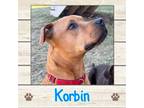 Adopt Korbin a Mixed Breed
