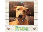Adopt Bruno a Mixed Breed